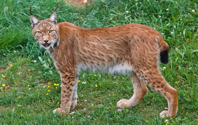 Iberian-lynx