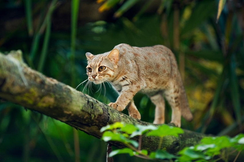 rusty spotted cat baby
