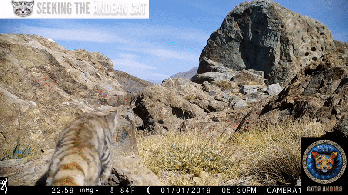 Gato-andino: um raro felino sobrevive nas montanhas